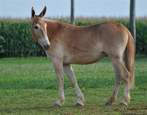 Hinny (Female Donkey + Male Horse) | Strange hybrid animals | Pictures ...