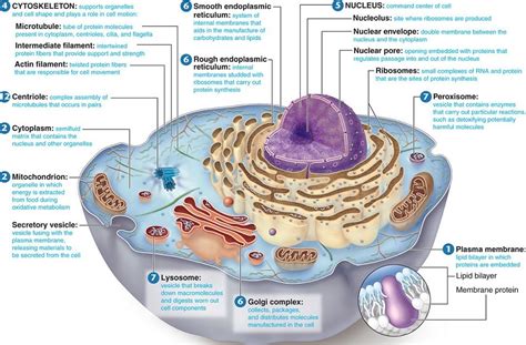 gudu ngiseng blog: animal cell parts and their functions