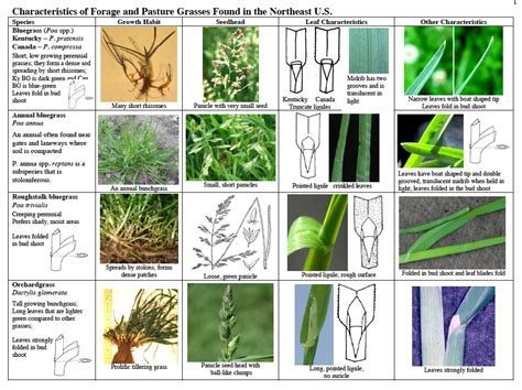 Guides for Identifying Pasture Grasses | On Pasture