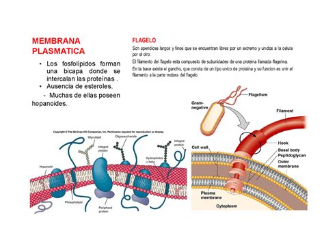 MEMBRANA PLASMÁTICA DE LA CÉLULA PROCARIOTA - Docsity