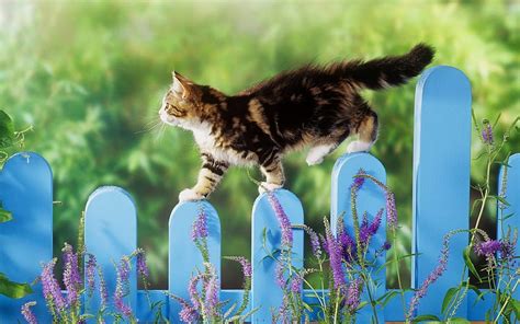 Summer Cat, cute cats summer HD wallpaper | Pxfuel