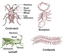 Anatomy - Phylum Arthropoda