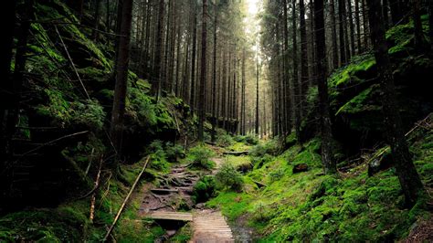 forest 4k desktop background hd #4K #wallpaper #hdwallpaper #desktop ...