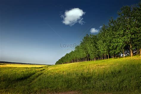 A Field Of Hope Picture And HD Photos | Free Download On Lovepik