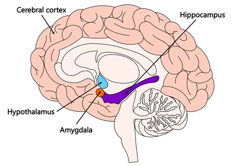 Simple Brain Diagram