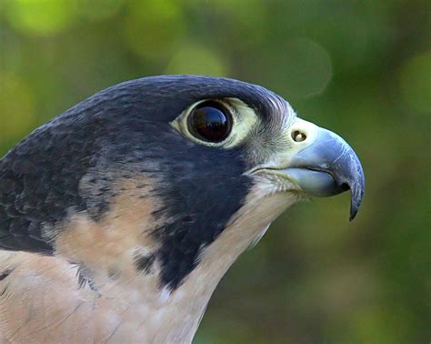 Falcons Have Natural "Eye Makeup" to Improve Hunting Ability