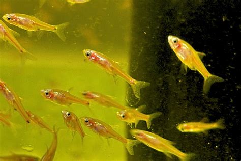 Strawberry Rasbora – Mainland Aquarium