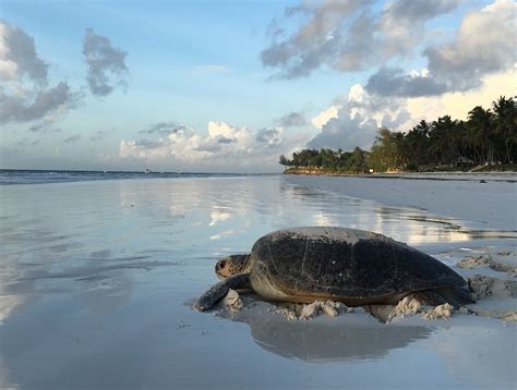 SEA TURTLE CONSERVATION - The Sands Thinking Green