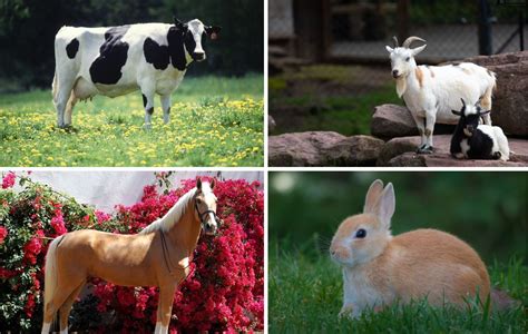 Get Ready To Explore The Wonder Of Farm Animals