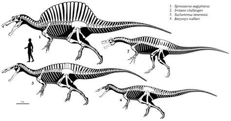 Another spinosauridae group size reference | Dinosaur art, Prehistoric ...