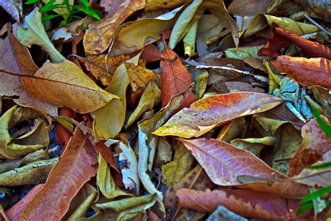 leaf pile | psyberartist | Flickr