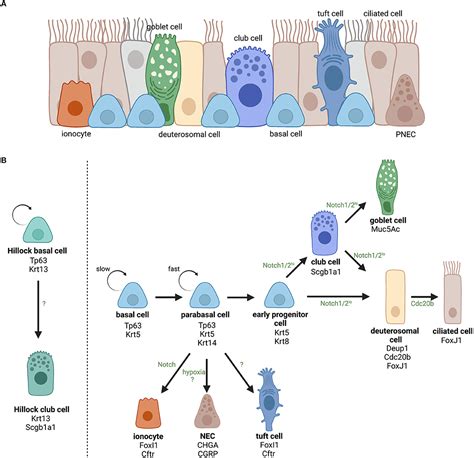 Frontiers | Airway Basal Cells, Protectors of Epithelial Walls in ...