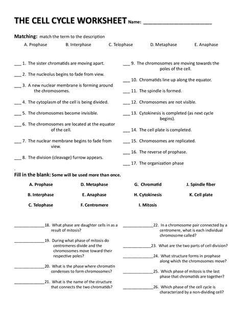 Cell Cycle Worksheet Answer Key – Zip Worksheet