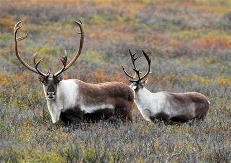 Karibus im Denali Foto & Bild | natur, alaska, tiere Bilder auf ...