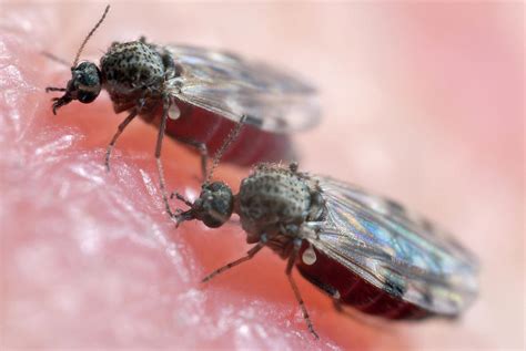 Biting Midges Photograph by Sinclair Stammers/science Photo Library ...