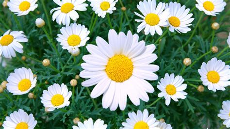 Daisy Care - How to Plant & Grow Outdoor Daisy Flowers in a Garden