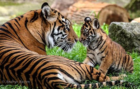 Sumatran tiger mom and cub | Sumatran tiger, Tiger moms, Tiger cub