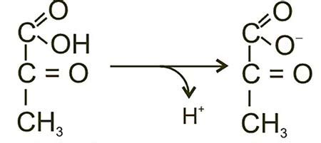 Pyruvate | Definition, Structure & Uses - Video & Lesson Transcript ...