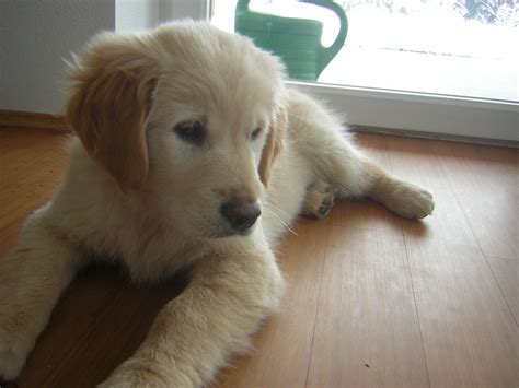 File:Golden Retriever Puppy 12weeks.JPG - Wikipedia