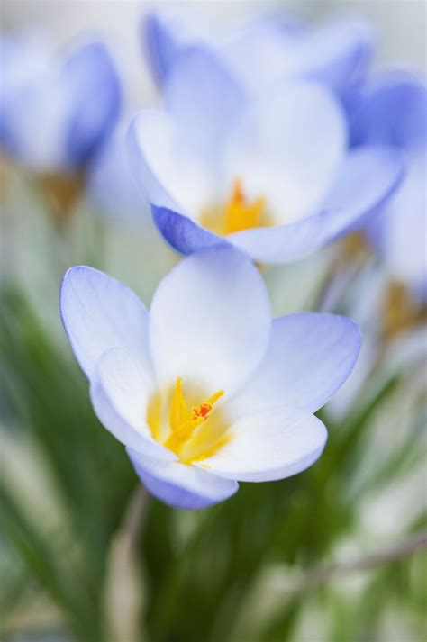 14 Beautiful Crocus Varieties to Plant