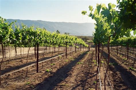 10 San Diego Wineries and Vineyards You Must Visit