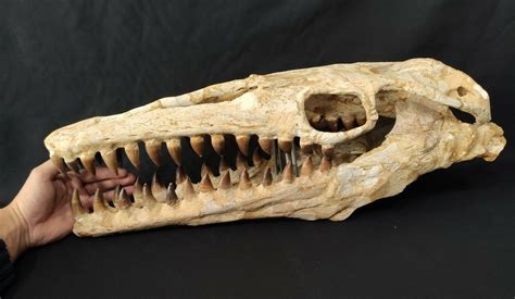 Are Prognathodon skulls rare and is this a real skull? - Is It Real ...