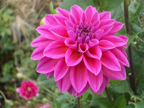 Download Flower Nature Dahlia HD Wallpaper