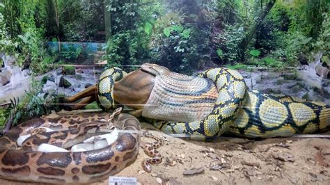 Guindy Snake Park (Chennai (Madras)) - ATUALIZADO 2022 O que saber ...