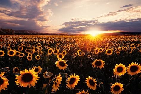 Sunflower Sunset Wallpaper Hd Sunset hd wallpaper download free ...