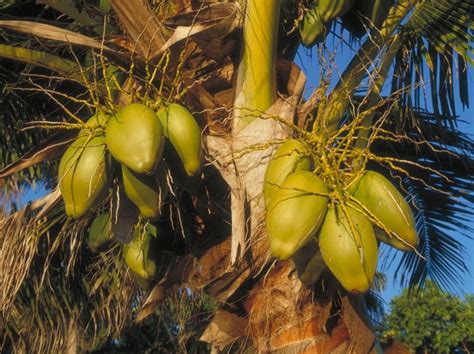 Coconut palm - Cocos nucifera | Plants | Kew