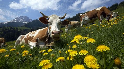 Swiss Cows Wallpapers - 4k, HD Swiss Cows Backgrounds on WallpaperBat