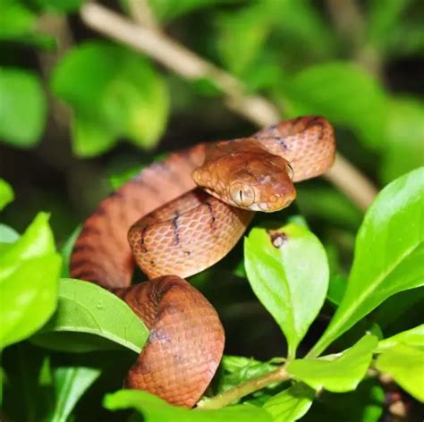 Brown Tree Snake - Facts, Diet, Habitat & Pictures on Animalia.bio