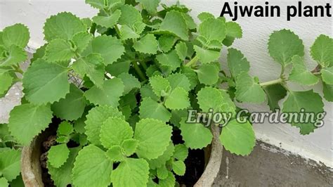 Ajwain Plant Leaves