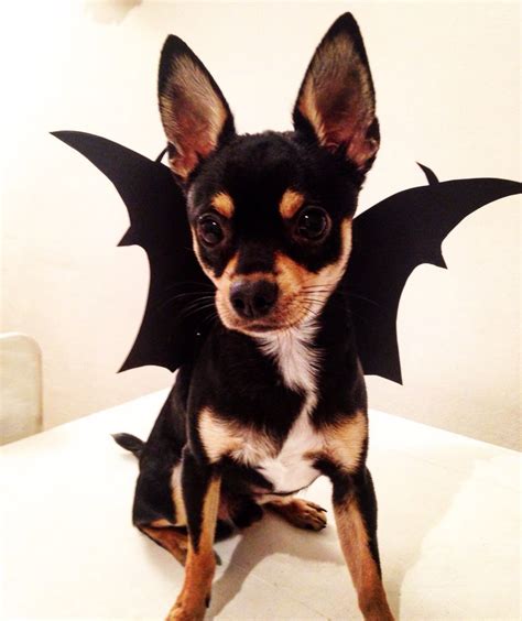 Pet Chihuahua Halloween Costumes - Pets Lovers