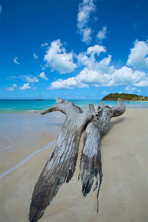 Driftwood | Ocean beach, Driftwood, Scenery