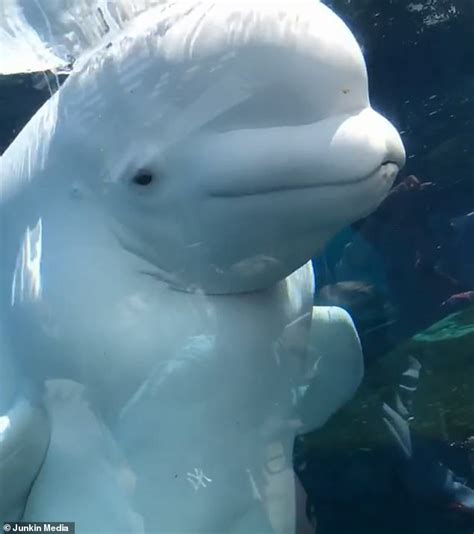 Beluga Whales Smiling