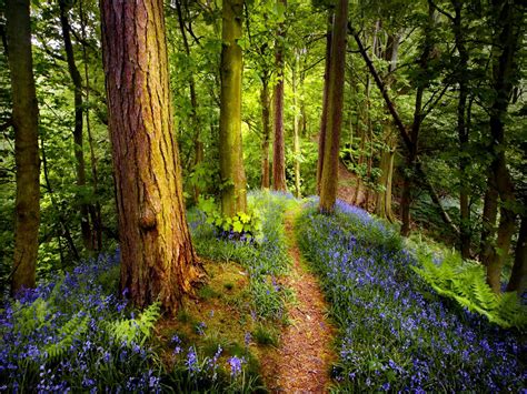 Forest Wildflowers wallpaper | nature and landscape | Wallpaper Better