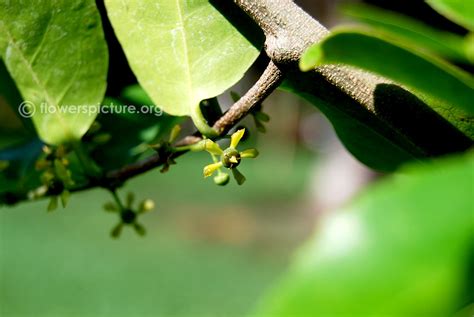 Salacia chinensis | Salacia | Chinese Salacia