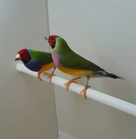 Part 4: Gouldian finch breeding - Planet Aviary