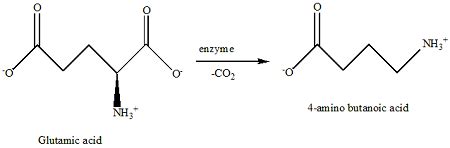 If glutamic acid is decarboxylated by an enzyme, it produces 4 ...