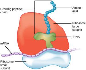 Ribosomes, Mitochondria, and Peroxisomes | Biology for Majors I