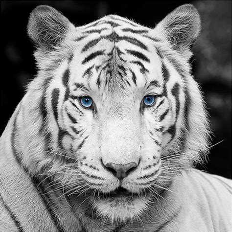 My Spirit Animal the white bengal tiger is always with me. | White ...