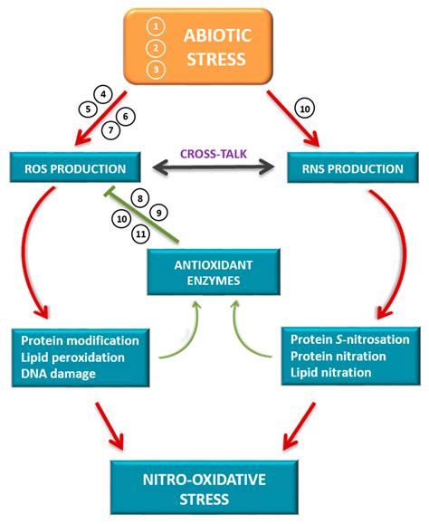 Antioxidants | Free Full-Text | Oxidative Stress in Plants