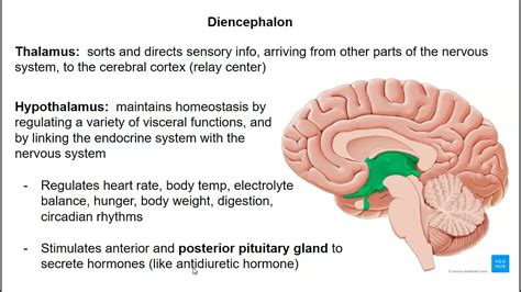 Diencephalon, Cerebellum and Brainstem - YouTube