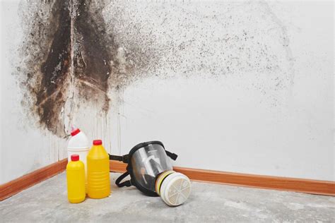 Mold Cleaning Services Near Me