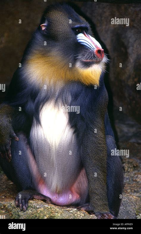 Mandrill teeth hi-res stock photography and images - Alamy