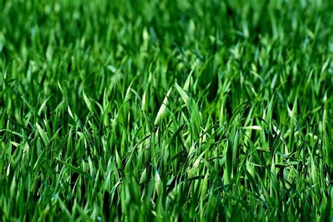 4 Best Grass Types for Lawns in Chicago