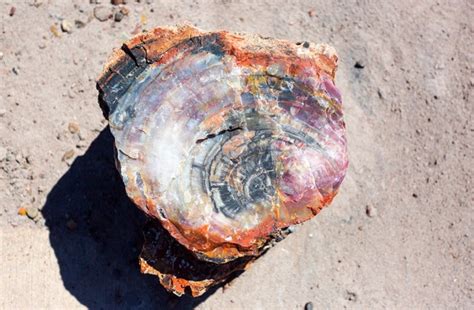 National Park, Petrified Forest, Fossils, Arizona, Badlands, Hiking ...