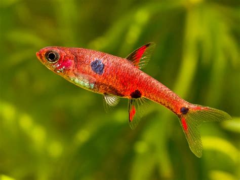 Rasbora - Strawberry | The Fish Room