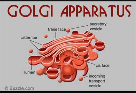 Golgi Apparatus Structure Drawing Biology4kids com cell structure golgi ...